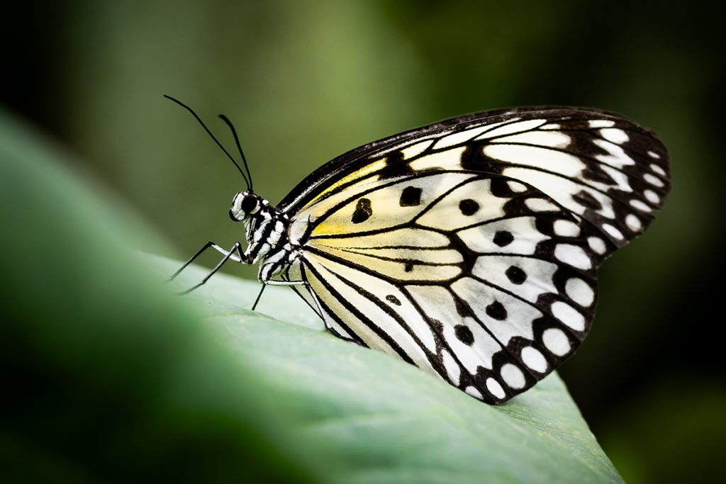 Schmetterling